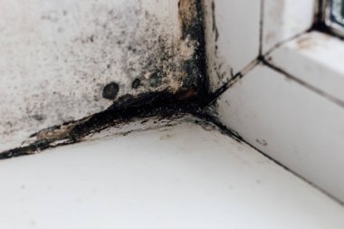 Pencerenin köşesinde kararmış çiçek açan bir mantar..