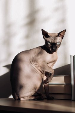 Kanada Sphynx cinsinden kel bir kedi.