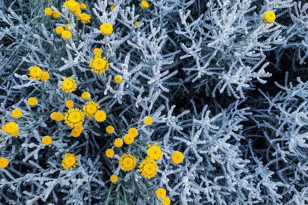 Kwiaty Żółtym Klombie Srebrzystymi Liśćmi — Zdjęcie stockowe
