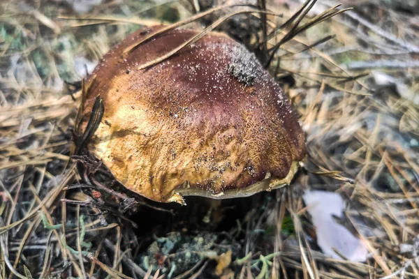 버섯인 투스에두리스는 수림에서 자란다 — 스톡 사진