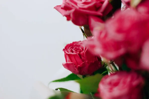 stock image Small pink bush roses on a white background with a place for text