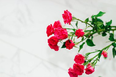 Beyaz arka planda küçük pembe çalı gülleri ve metin için bir yer