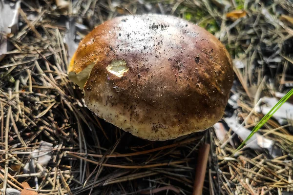 Ciuperca Mare Boletus Edulis Crește Într Pădure Conifere — Fotografie, imagine de stoc