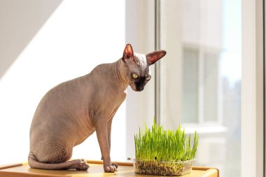 Kanada sfenks kedisi hayvanlar için filizlenmiş buğday yer..