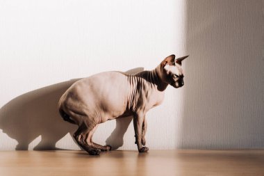 Kanada Sphynx cinsinden kel bir kedi.
