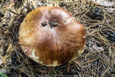 Boletus edulis mantarı kozalaklı bir ormanda yetişir..