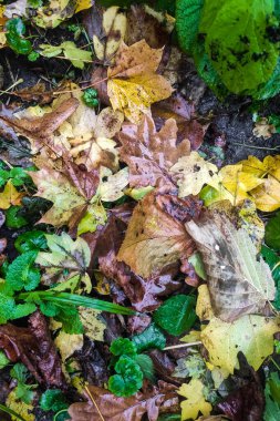 Sonbahar yaprakları yağmur üstüne sonbahar ormanlarında