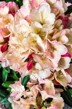 Pembe ve beyaz rhododendron çiçeği yakından.