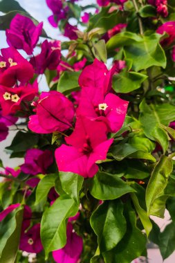 Mor Weigela çiçeği yakın planda.