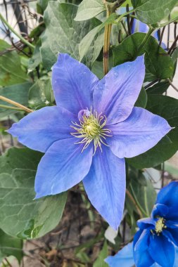 Bahçedeki Clematis çiçeği güçlü bir renk yakın plan