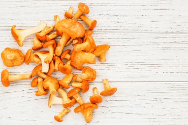 Cantharellus Cibarius, karatahta mantar sarısı