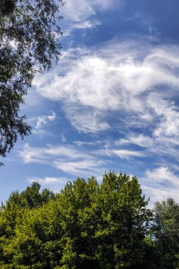 Mavi gökyüzü ve ağaçların dikey biçimi