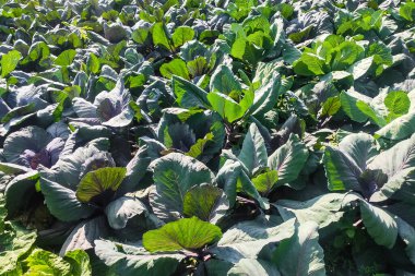 Çiftçilerin lahana fidanları yakın plan.