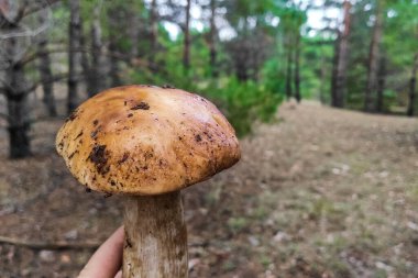 Boletus edulis mantarı kozalaklı bir ormanda yetişir..