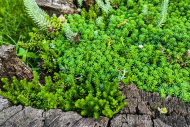 Tahıl sulu Sedum refleksi yakın çekim, tahıl arkaplan