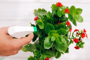 El spreyi sıkma, Kalanchoe saksısı üzerindeki gübre.