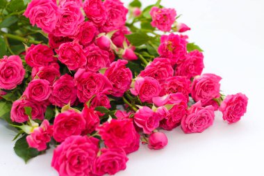 Beyaz arka planda küçük pembe çalı gülleri ve metin için bir yer