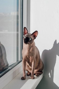Kanadalı Sphynx cinsinin tüysüz kedisi güneşin penceresinde oturur.