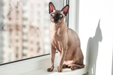 Kanadalı Sphynx cinsinin tüysüz kedisi güneşin penceresinde oturur.
