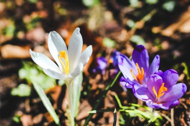 Botanik bahçesindeki mor ve beyaz timsahların yakın çekimi