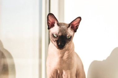 Kanadalı Sphynx cinsinin tüysüz kedisi güneşin penceresinde oturur.