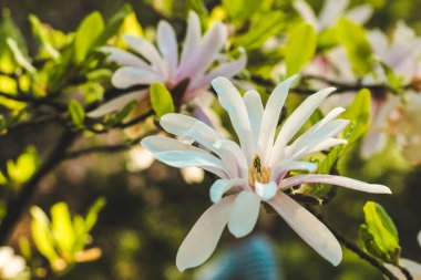 Botanik bahçesinde beyaz manolya çiçeği.