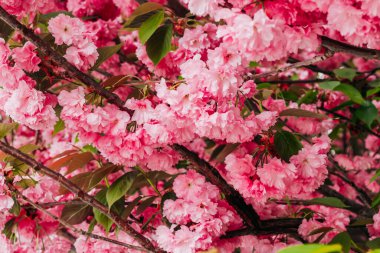 Çiçek açan pembe sakura yakın plan, çiçek arkaplan