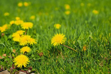 Yeşil çimlerin üzerinde karahindibalar