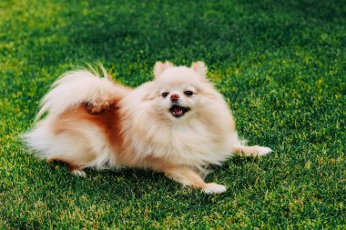 Kızıl saçlı bir tükürük köpeği yeşil çimlerde oynuyor.