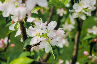 Çiçek açan beyaz elma ağacı yakın plan, çiçek arkaplan