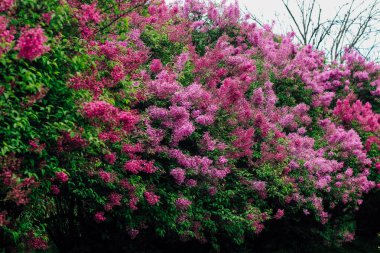 Botanik bahçesinde yakın plan pembe leylak çiçeği.