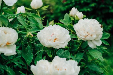 Botanik bahçesinde beyaz şakayık çiçeği.