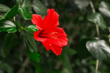 Çiçek açan kırmızı tropikal amber çiçeği yakın plan, çiçek arkaplan