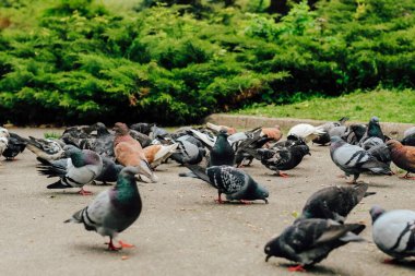 Parktaki ardıç çalılarının yanındaki güvercin sürüsü.