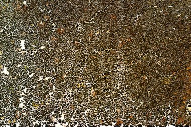 Sarı kahverengi safari dokusu, leopar deseni.