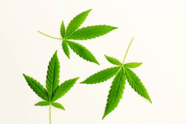 Beyaz arka planda marihuana yaprakları, tıbbi esrar