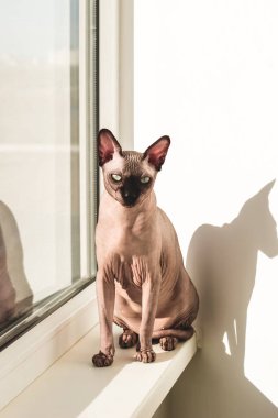 Kanadalı Sphynx cinsinin tüysüz kedisi güneşin penceresinde oturur.