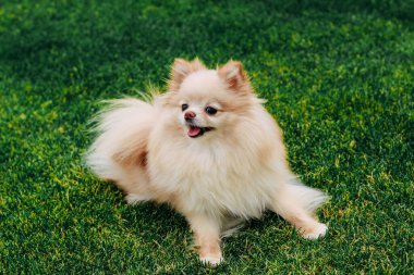 Kızıl saçlı bir tükürük köpeği yeşil çimlerde oynuyor.