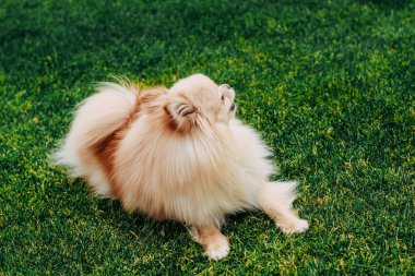 Kızıl saçlı bir tükürük köpeği yeşil çimlerde oynuyor.