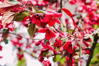 Çiçekli pembe elma ağacı yakın plan, çiçek arkaplan