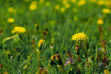 Yeşil çimlerin üzerinde karahindibalar