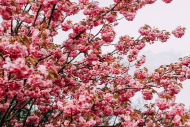 Çiçek açan pembe sakura yakın plan, çiçek arkaplan