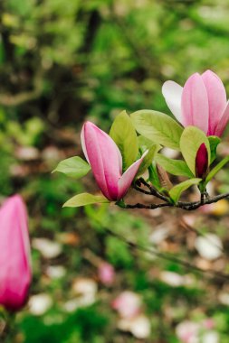 Botanik bahçesinde yakın plan pembe manolya çiçeği.