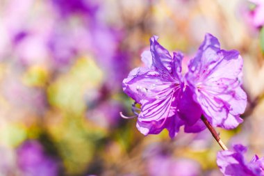 Bitki çalısı mor rhododendron yakın