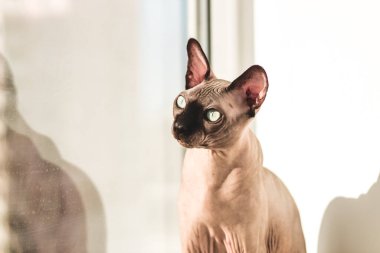 Kanadalı Sphynx cinsinin tüysüz kedisi güneşin penceresinde oturur.