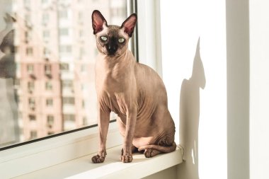 Kanadalı Sphynx cinsinin tüysüz kedisi güneşin penceresinde oturur.