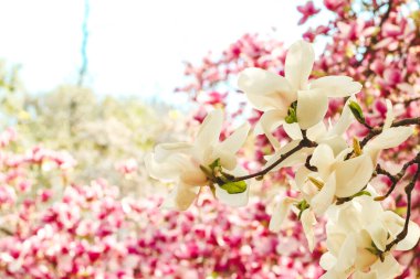 Botanik bahçesinde beyaz manolya çiçeği.