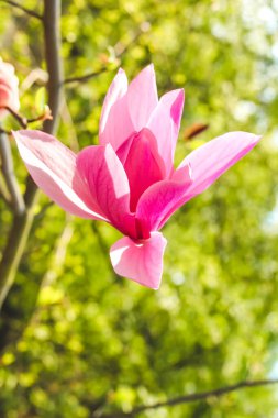 Botanik bahçesinde yakın plan pembe manolya çiçeği.