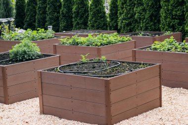 Konteynırlarda bahçe yatakları, kentsel alanda sebze bahçesi, çilek yetiştirme.