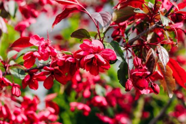 Çiçekli pembe elma ağacı yakın plan, çiçek arkaplan